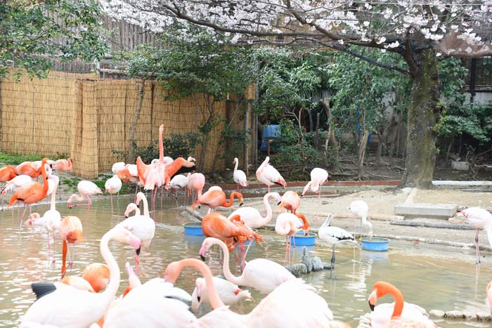 フラミンゴ
写真提供：神戸市立王子動物園