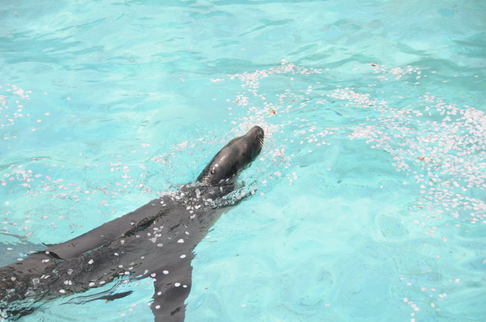 カリフォルニアアシカ
写真提供：神戸市立王子動物園