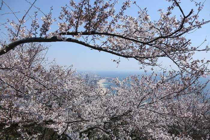 過去の「敦盛桜」の様子