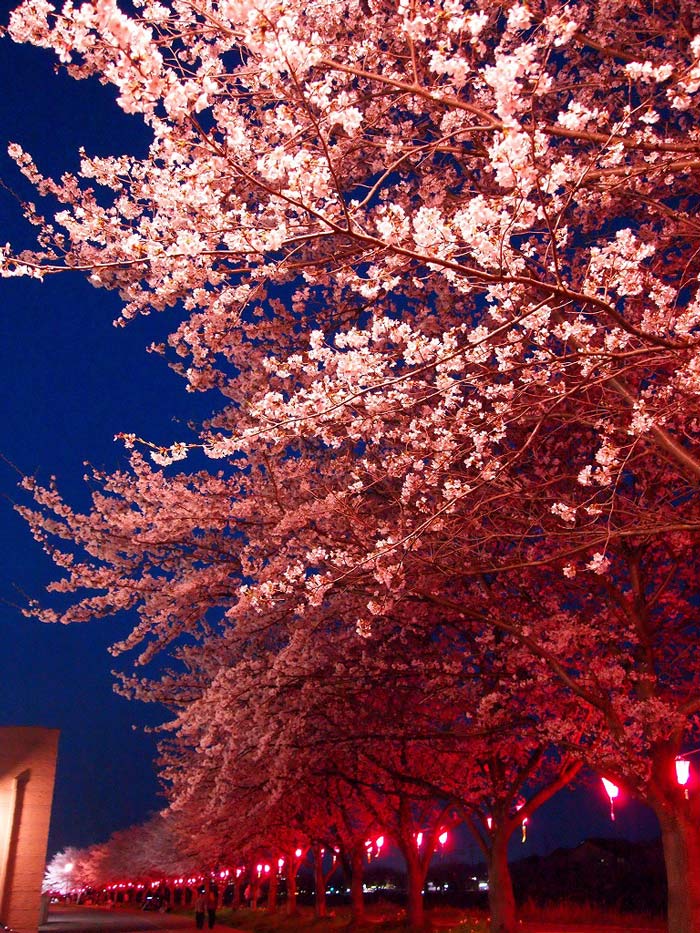 ぼんぼりに照らされた夜桜は見ものです