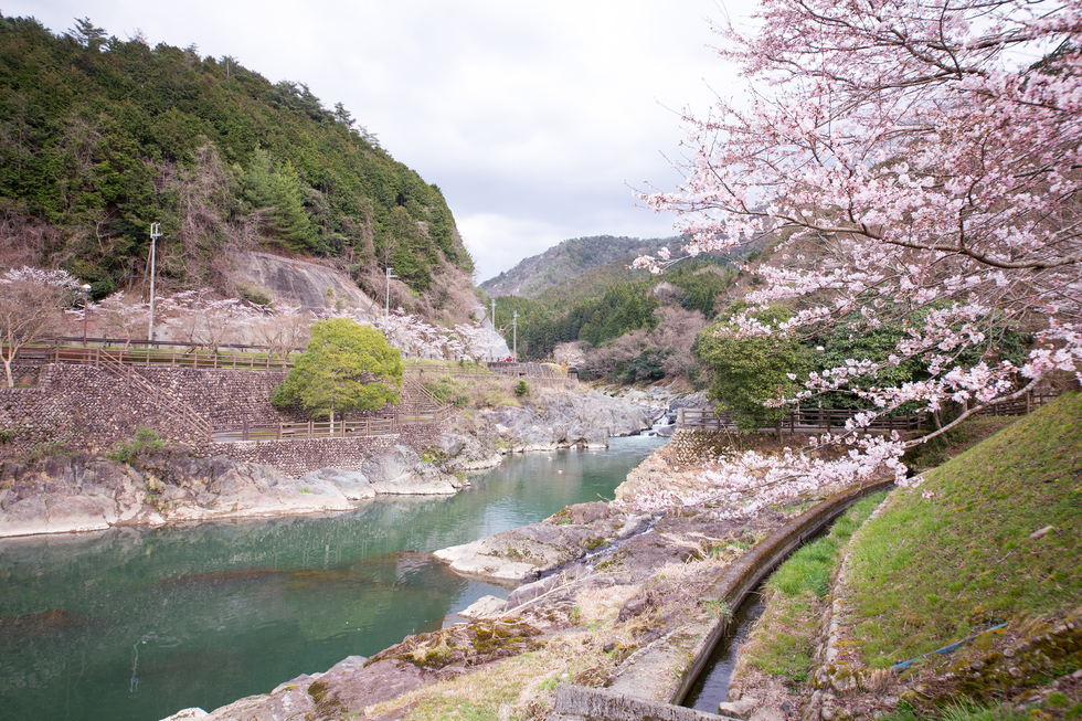 渓谷に咲き誇る300本もの桜は見ものです