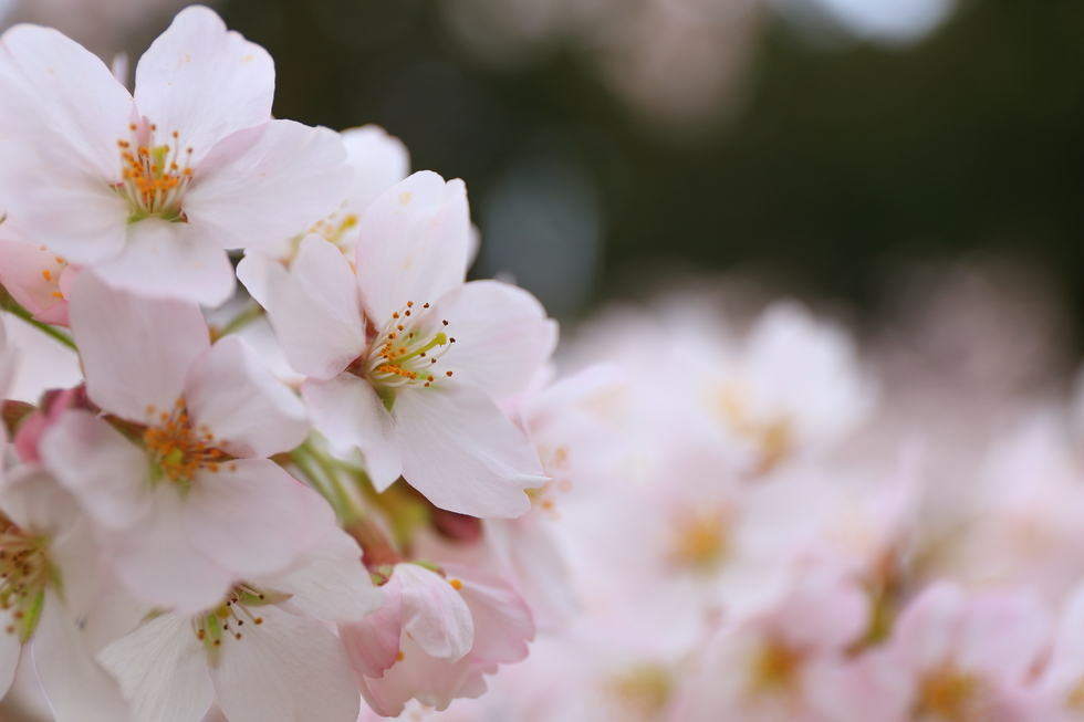 今週末、桜もピークを迎えそう