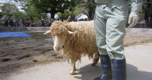 姫路市立動物園で「飼育の日」に関するイベント開催！姫路市