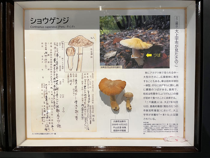 ショウゲンジの展示