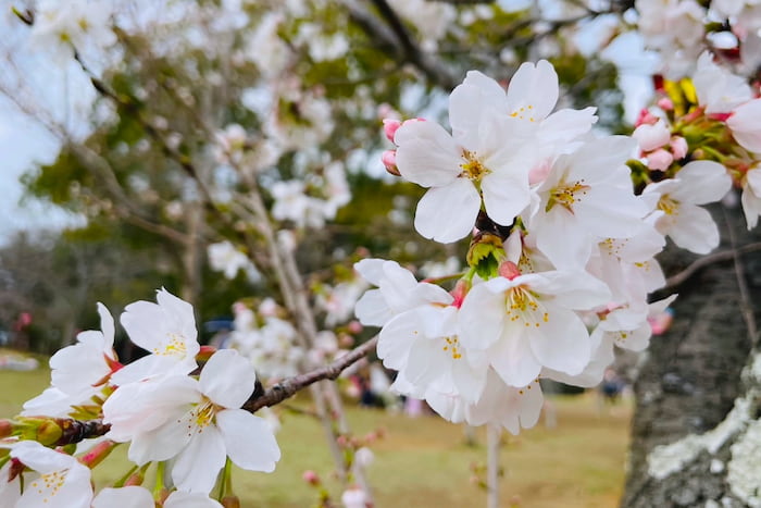 「日岡山公園」でお花見をしてきました　加古川市 [画像]