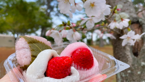 「日岡山公園」でお花見をしてきました　加古川市