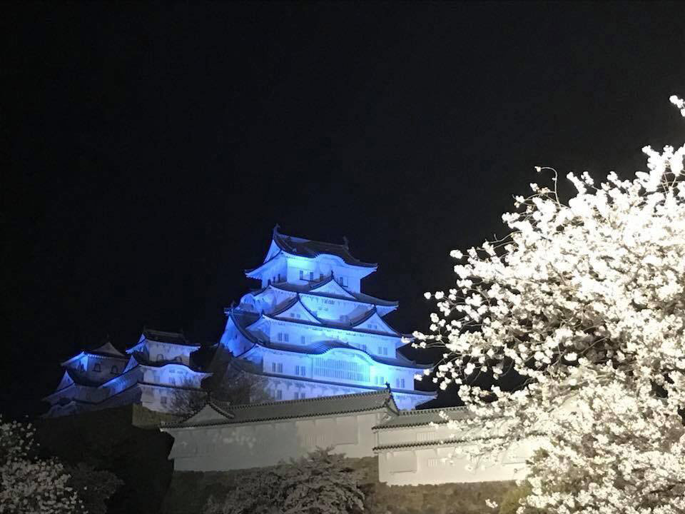 青の姫路城と桜が圧巻