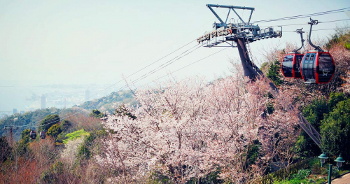 神戸布引ハーブ園／ロープウェイの「山桜」が見ごろに　神戸市中央区