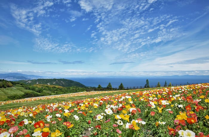 『あわじ花さじき』では季節の花々と空・海・山のコントラストを楽しめる