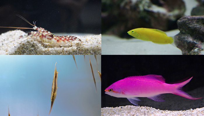 9種類の海の生き物を展示します