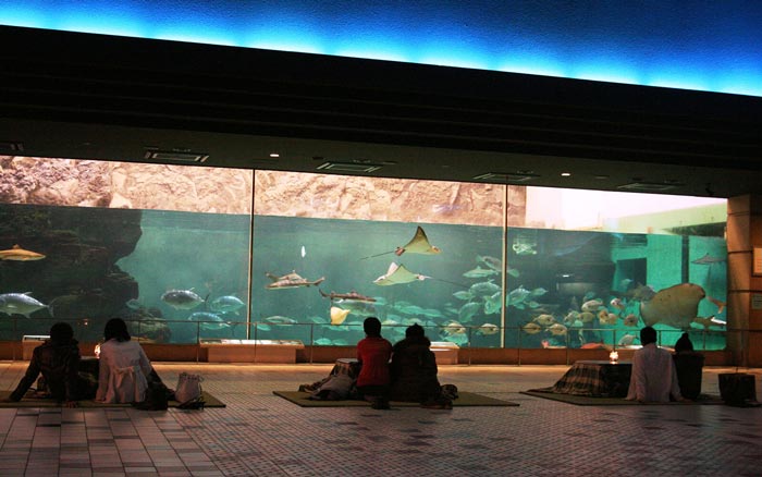 スマスイの冬の恒例企画「こたつで大水槽鑑賞」　写真提供／須磨海浜水族園