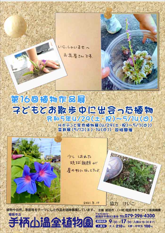 姫路市立手柄山温室植物園で「サボテンと多肉植物展」開催　姫路市 [画像]