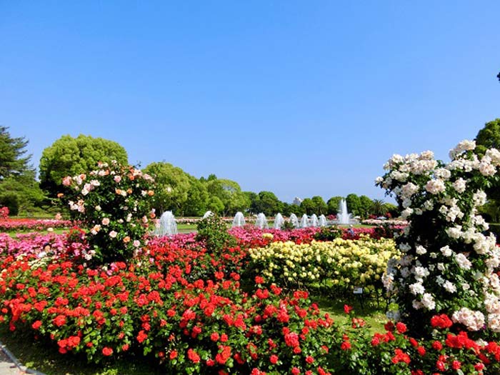 『神戸市立須磨離宮公園』で春のバラが見頃　神戸市須磨区 [画像]