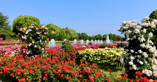 『神戸市立須磨離宮公園』で春のバラが見頃　神戸市須磨区