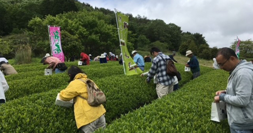 【延期】『茶香房きらめき』で茶摘みボランティアを4年ぶりに募集　三田市