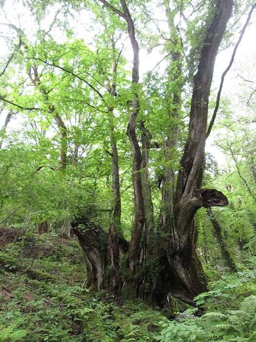 たじま高原植物園「植エルカムスイーツと寄せ植え体験」美方郡香美町 [画像]