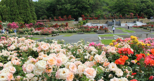 県立播磨中央公園で「春のばらまつり」開催　加東市