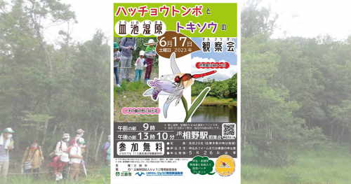 皿池湿原で「ハッチョウトンボとトキソウの観察会」開催　三田市