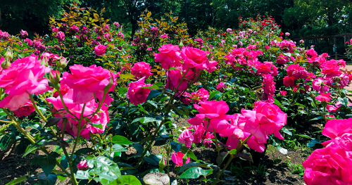 武庫之荘「大井戸公園」のバラが5月下旬頃まで見ごろ　尼崎市