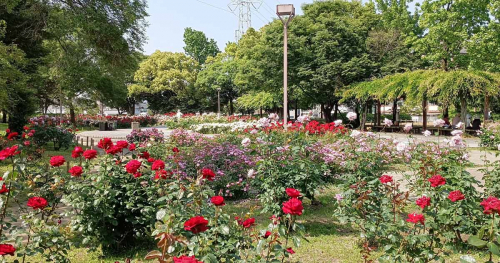 『尼崎市農業公園』のバラが見ごろ　尼崎市