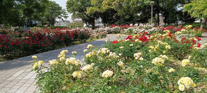 『尼崎市農業公園』のバラが見ごろ　尼崎市 [画像]