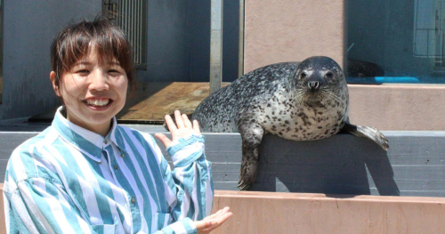 神戸市立須磨海浜水族園で「ゴマフアザラシまるごとツアー」開催　神戸市須磨区