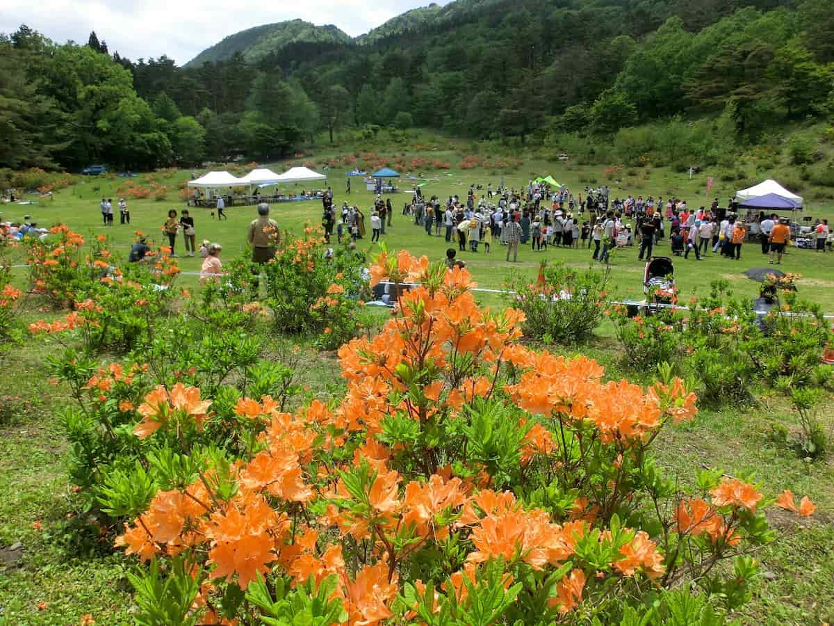 兎和野高原グリーン広場で「うわのツツジまつり2024」開催　香美町 [画像]