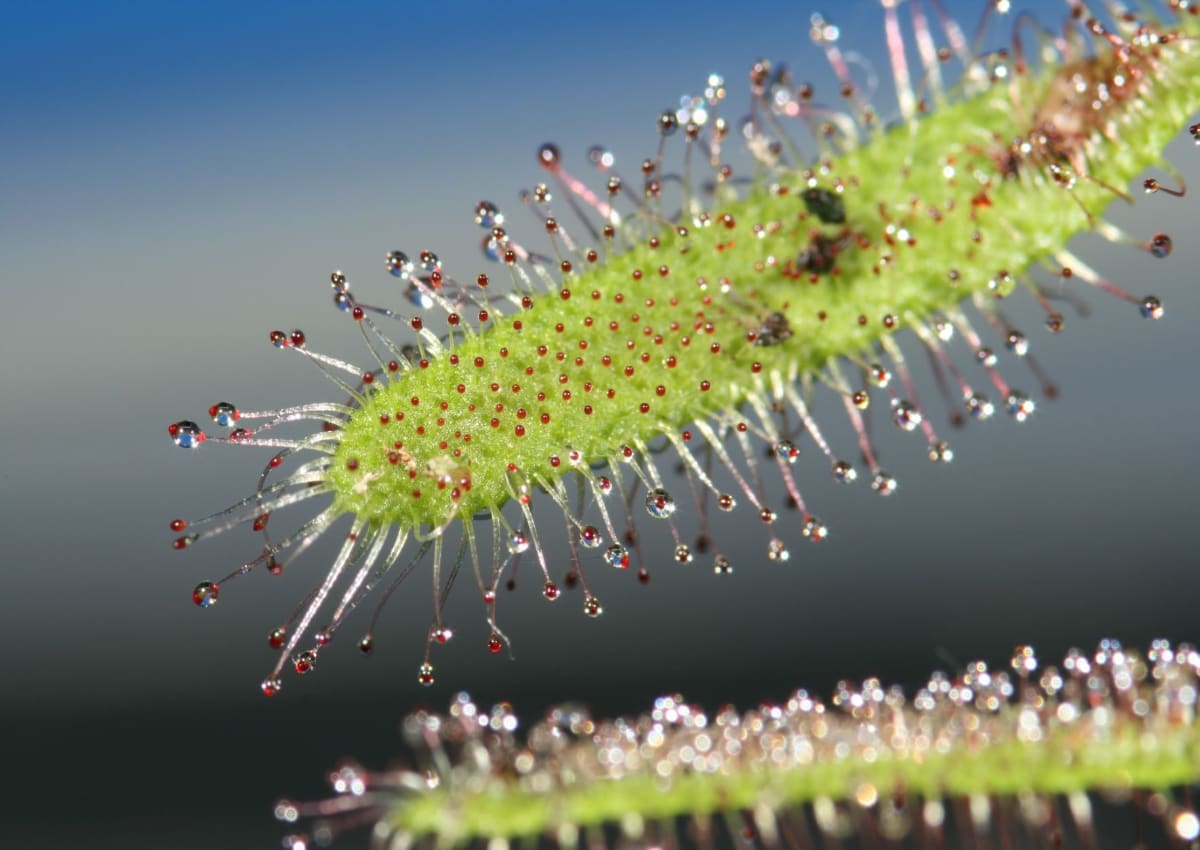 「モウセンゴケ」は葉にある粘毛から粘液を分泌