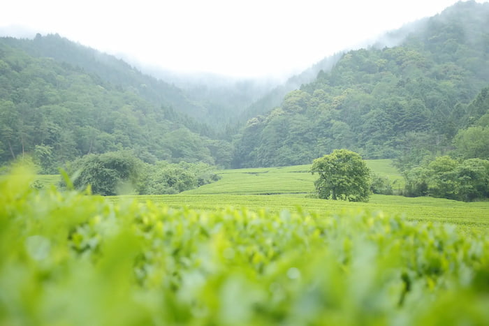 神崎郡神河町で300年つづく『仙霊茶』がリニューアル [画像]