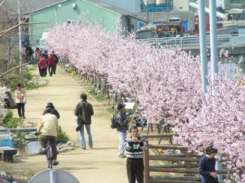 『第13回アーモンド並木と春の音楽会』　神戸市東灘区
