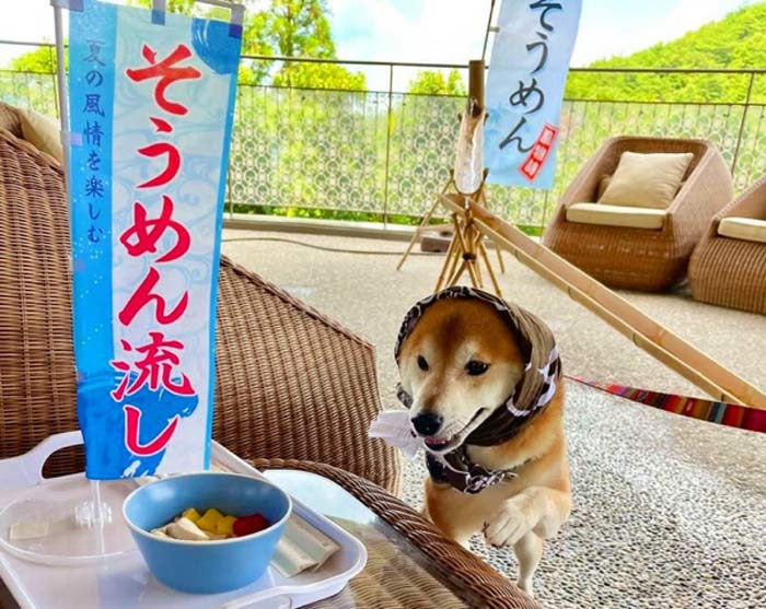 有馬グランドホテル『DOG UP VILLA』で「愛犬流しそうめん」開催　神戸市北区 [画像]