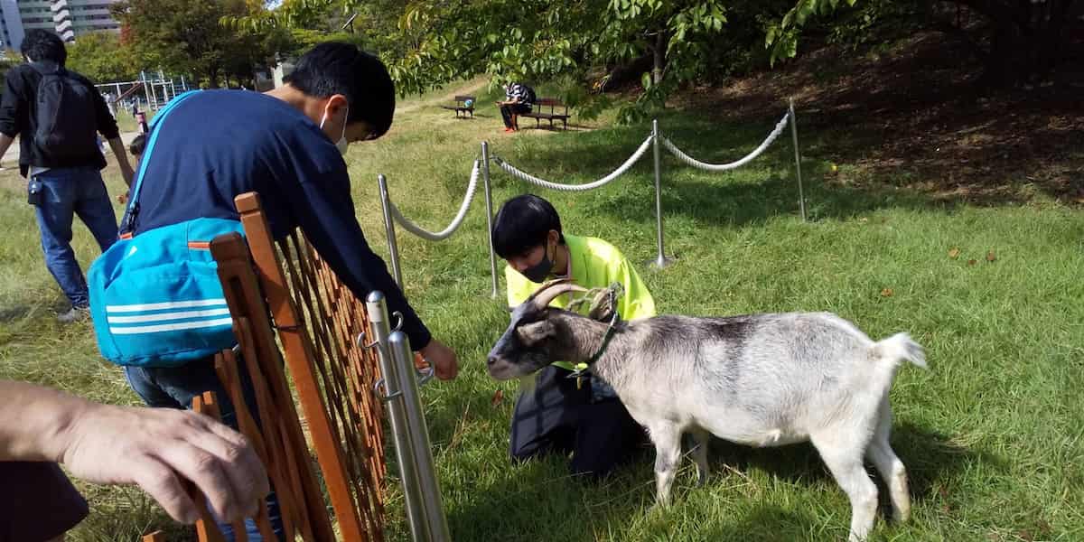 六甲アイランド公園「ヤギと小動物フェスティバル」神戸市東灘区 [画像]