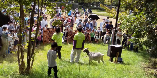 六甲アイランド公園「ヤギと小動物フェスティバル」神戸市東灘区