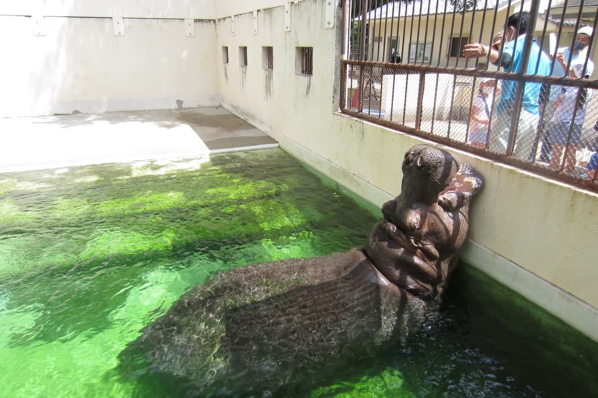 姫路市立動物園が「動物園ウォークラリー」の参加者を募集中 [画像]