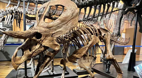 丹波竜化石工房 ちーたんの館で「鳥盤類展　植物食恐竜のホネの秘密」開催　丹波市