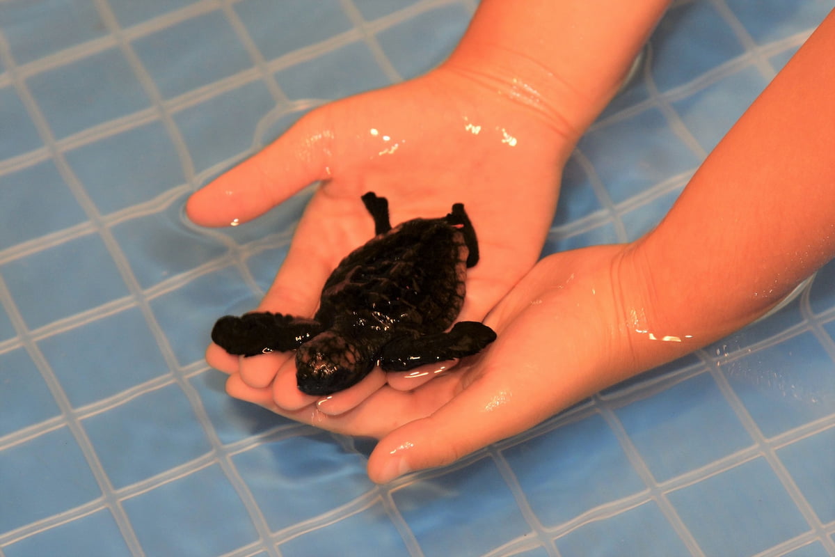 今年生まれたウミガメの赤ちゃん