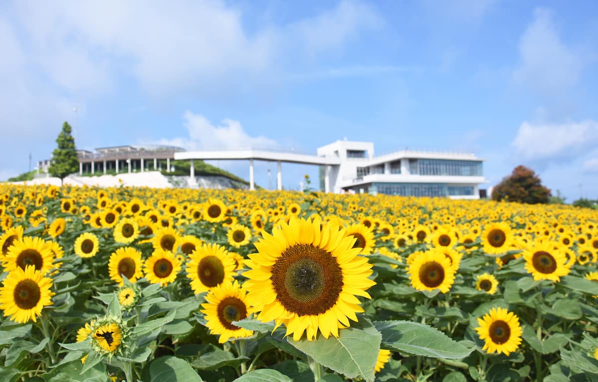 兵庫県立公園『あわじ花さじき』のひまわりが8月に見ごろを迎えます　淡路市 [画像]