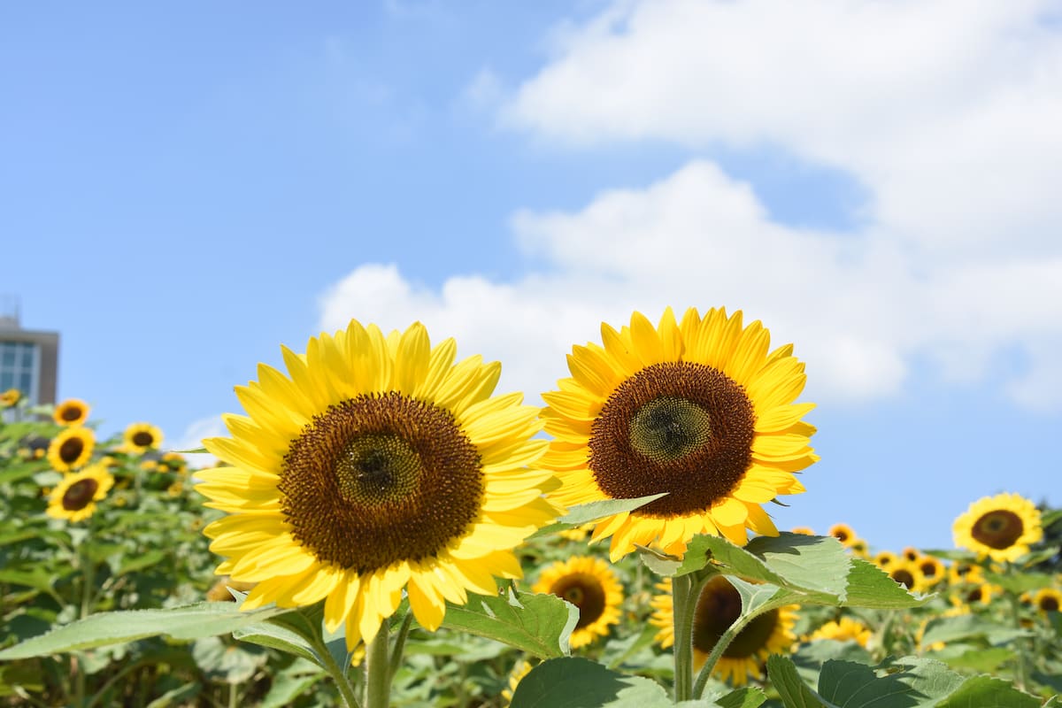 兵庫県立公園『あわじ花さじき』のひまわりが8月に見ごろを迎えます　淡路市 [画像]