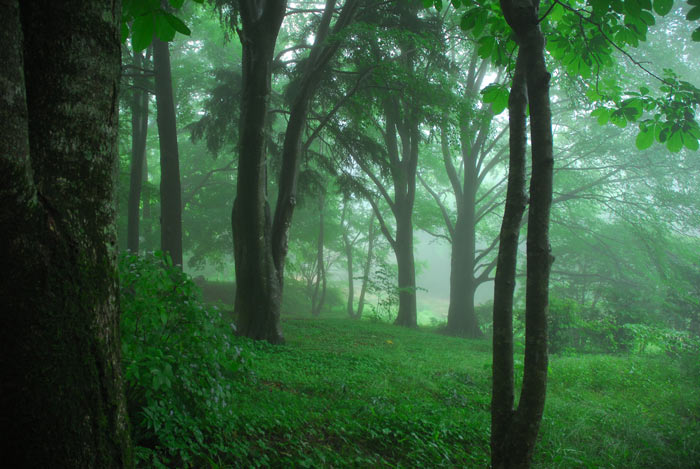 六甲高山植物園で「早朝開園」開催　神戸市灘区 [画像]