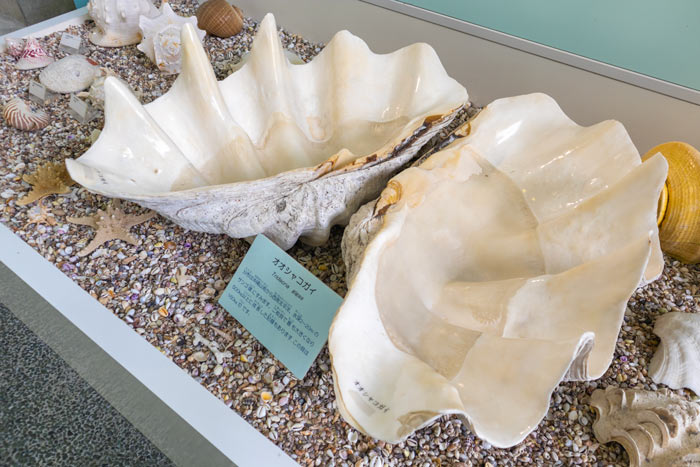 貝殻のすべてを知る！世界の貝類が並ぶ『西宮市貝類館』　西宮市 [画像]