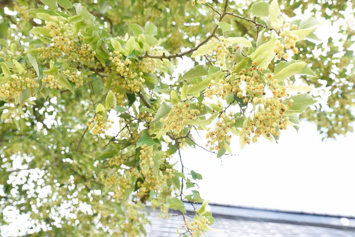 徳林寺（とくりんじ）で菩提樹（ぼだいじゅ）の花が見ごろ　川西市 [画像]