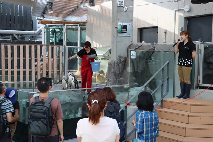 劇場型アクアリウム『AQUARIUM×ART átoa（アトア）』で飼育員による餌やり解説「ペンギンのフィーディングタイム」開催　神戸市中央区 [画像]