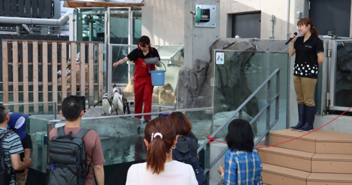劇場型アクアリウム『AQUARIUM×ART átoa（アトア）』で飼育員による餌やり解説「ペンギンのフィーディングタイム」開催　神戸市中央区