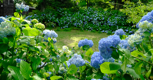 六甲高山植物園で「ヒメアジサイ」が見ごろに　神戸市灘区