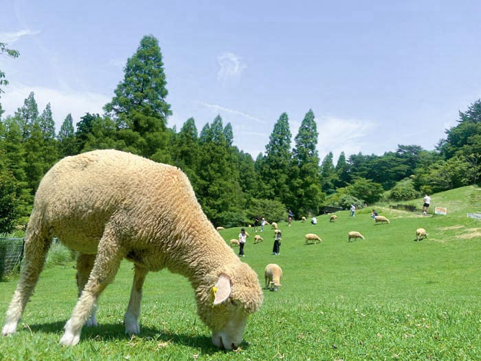 夏の『六甲山牧場』で動物たちとの触れ合いを満喫！神戸市灘区 [画像]