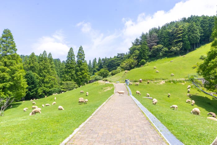 夏の『六甲山牧場』で動物たちとの触れ合いを満喫！神戸市灘区 [画像]