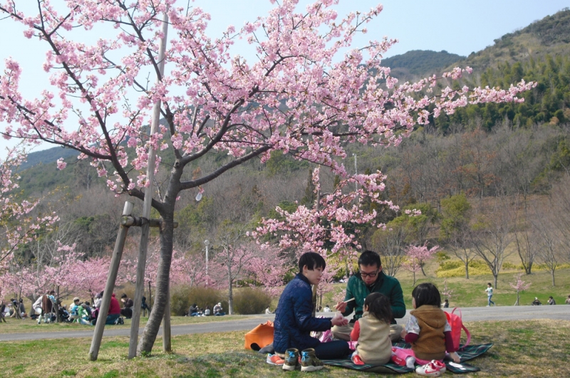 『桜まつり』開催　淡路市 [画像]