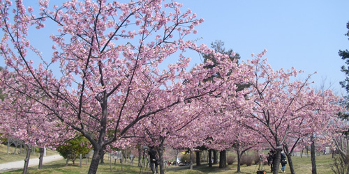 『桜まつり』開催　淡路市