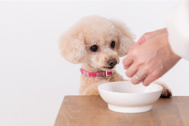 プレミアムペットフード・ケア用品の専門店「GREEN DOG」が神戸阪急にオープン　神戸市中央区 [画像]