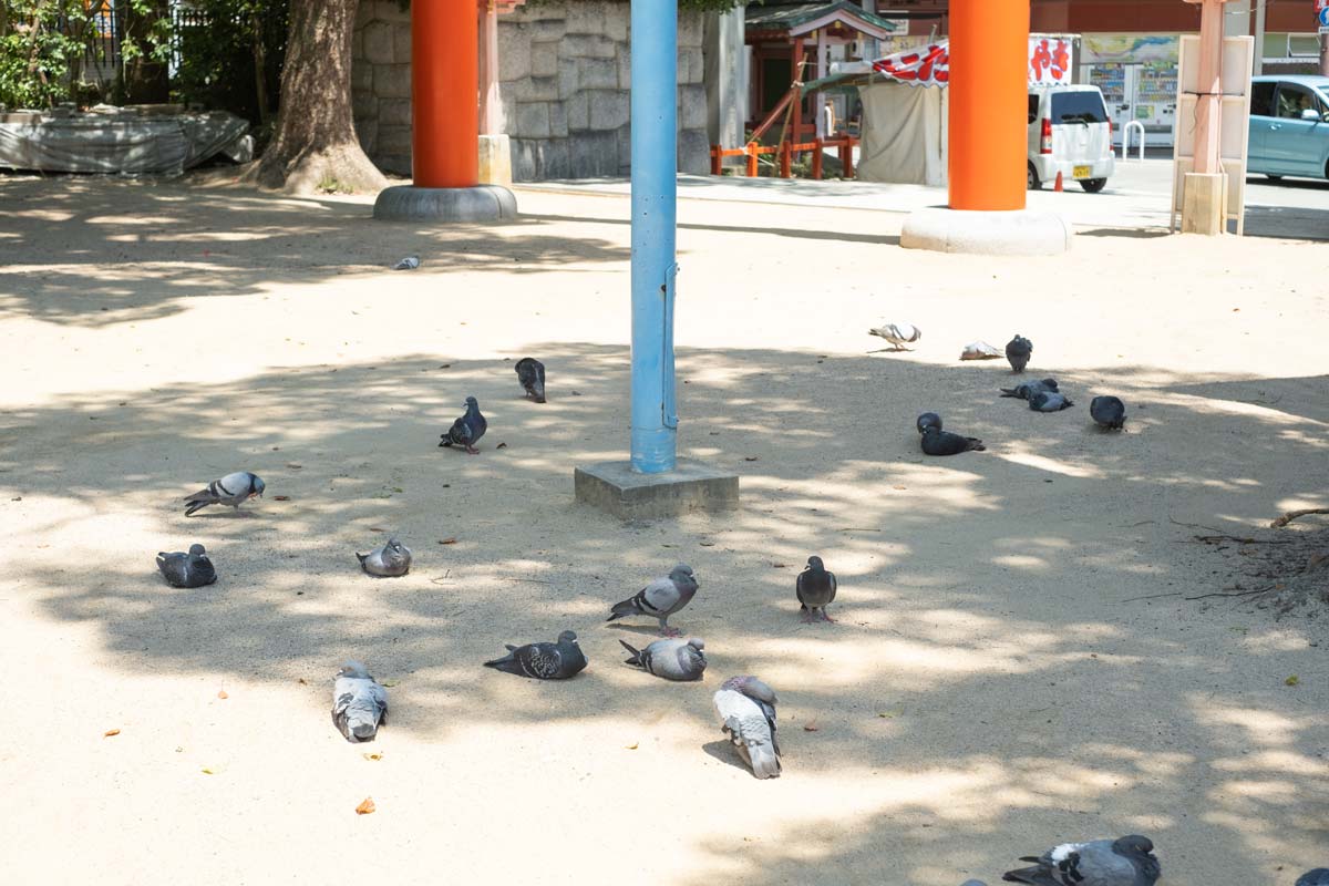 この日はとても暑かったので、境内の鳩たちも日陰でジッとしていました（笑）。